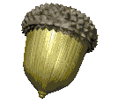 The Last Acorn
