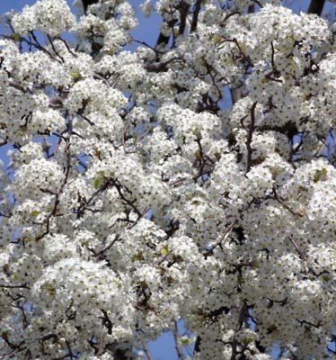 masses of blossoms