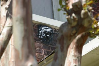 Lion on El Dorado Apartments