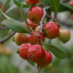 Mayhaw fruit