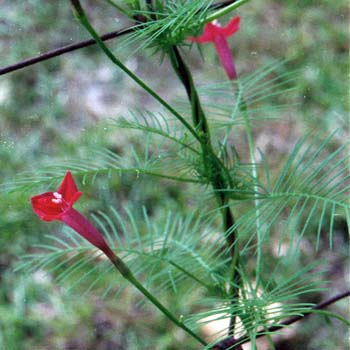  cypress vine
