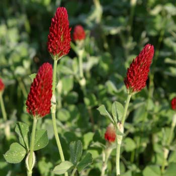 crimson clover
