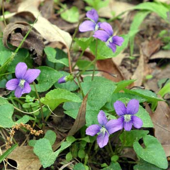 violet