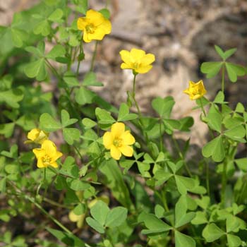 oxalis
