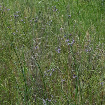 Brazilian vervain