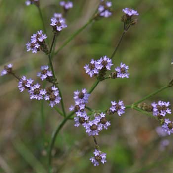 Brazilian vervain