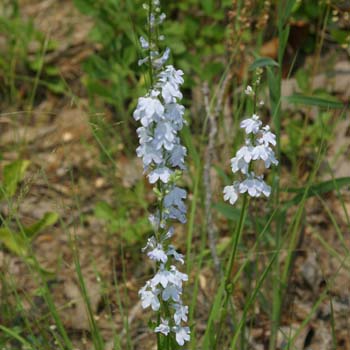 lobelia