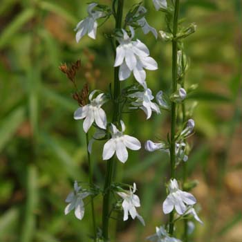 lobelia