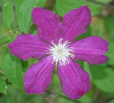 clematis