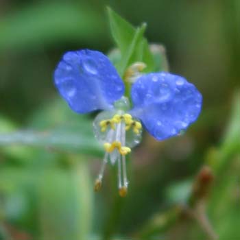Asiatic Day Flower
