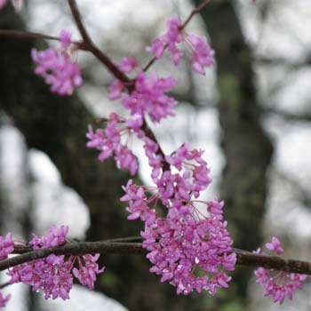 red bud tree