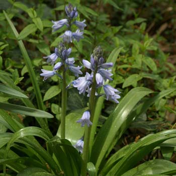 hyacinth