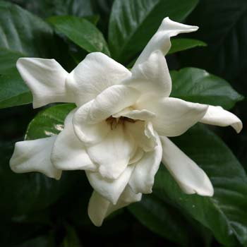 gardenia