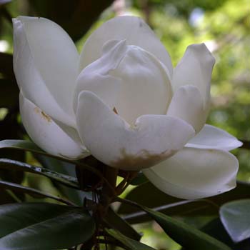 Magnolia tree