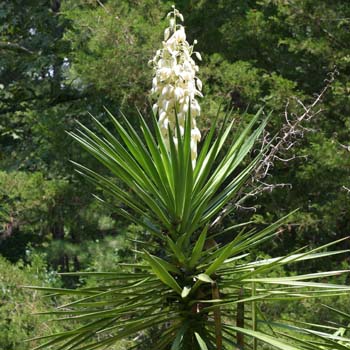 Yucca