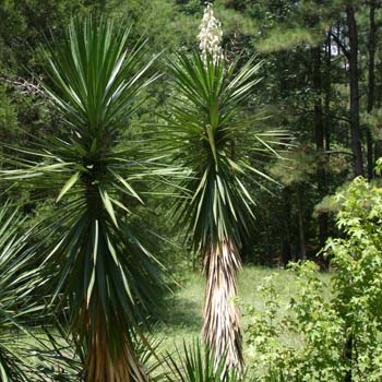 Yucca