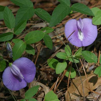 Butterfly pea