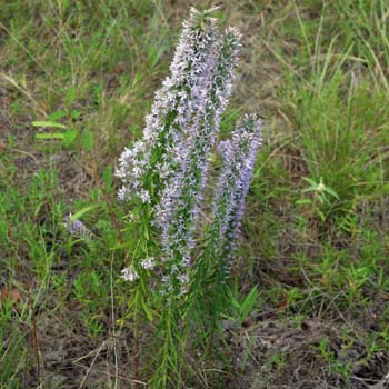 liatris