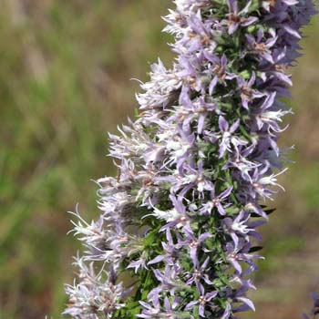 liatris