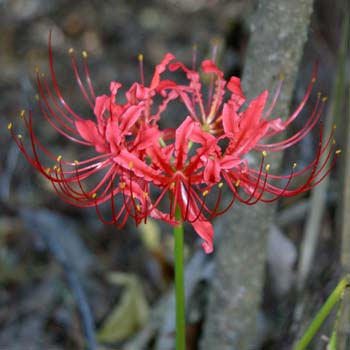 Mystery Lily