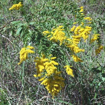 goldenrod