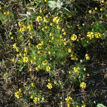 bitterweed