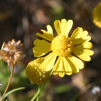 bitterweed