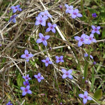 bluet
