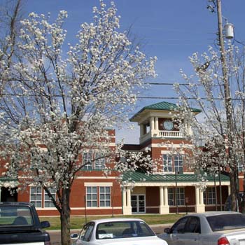 Bradford Pear