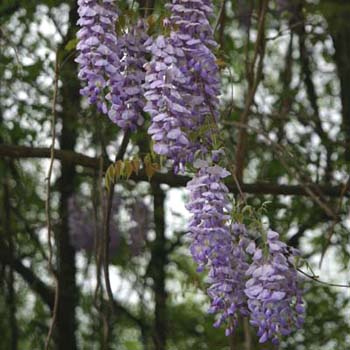 wisteria