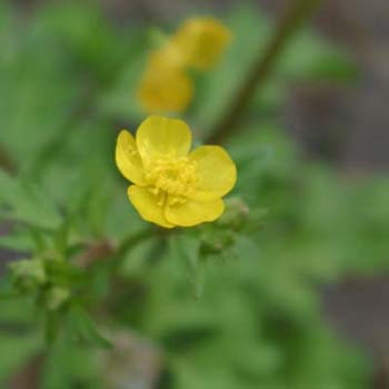 buttercup
