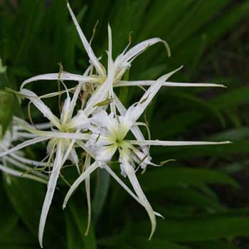 spider lily