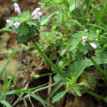 henbit