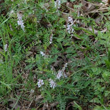 wood vetch