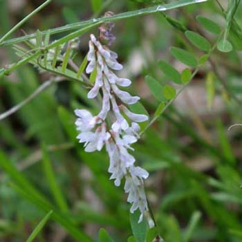 wood vetch