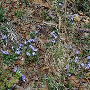 bird's-foot violet