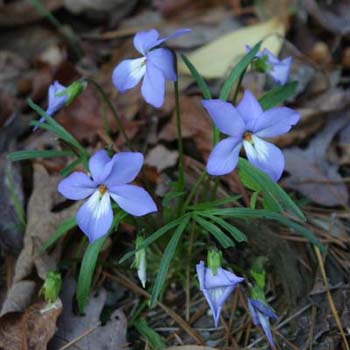 bird's-foot violet