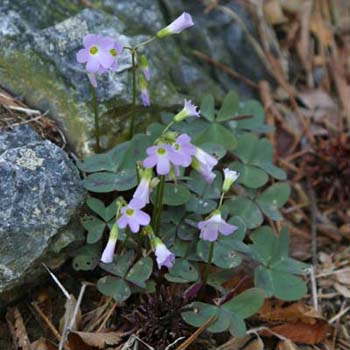 wood sorrel