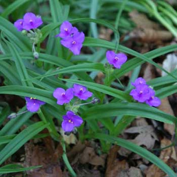 spiderwort