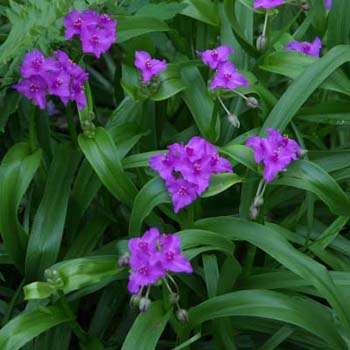spiderwort