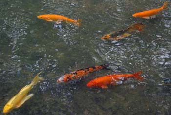 koi pond