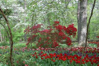 March flowers]