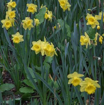 daffodils