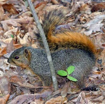 squirrel