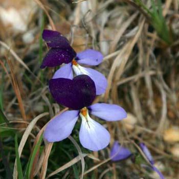 bird's-foot violet