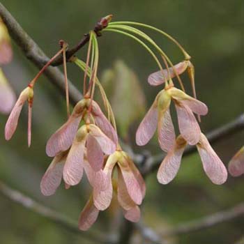 maple seeds
