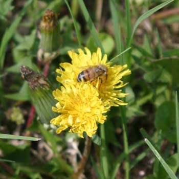 dandelion