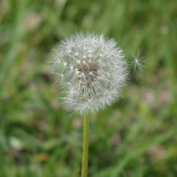 dandelion seed head