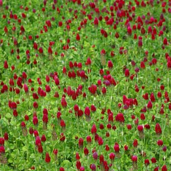 crimson clover