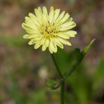 false dandelion